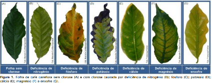 Deficiência Nutricional - Início