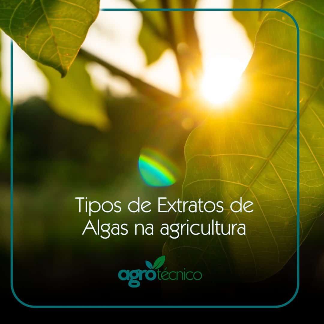 Alga para agricultura de alto rendimento