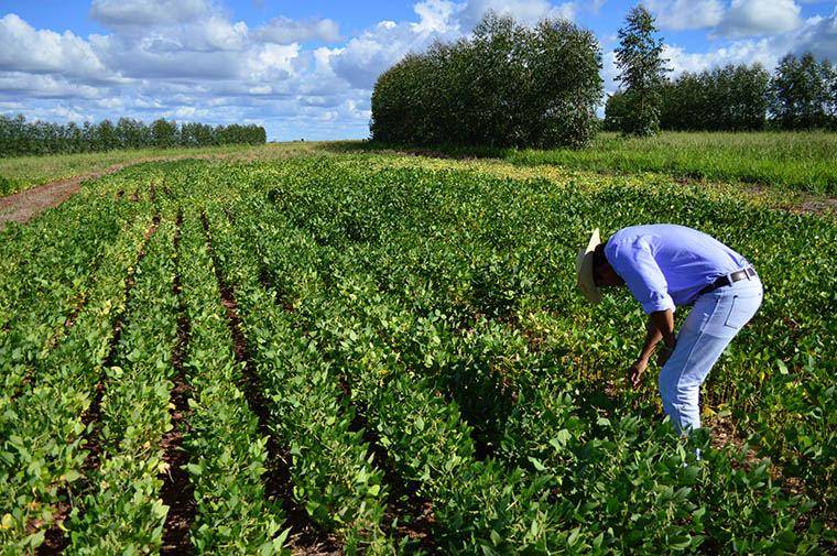 Aprenda Os Princípios Básicos De Técnica De Plantio Agrotécnico 7013