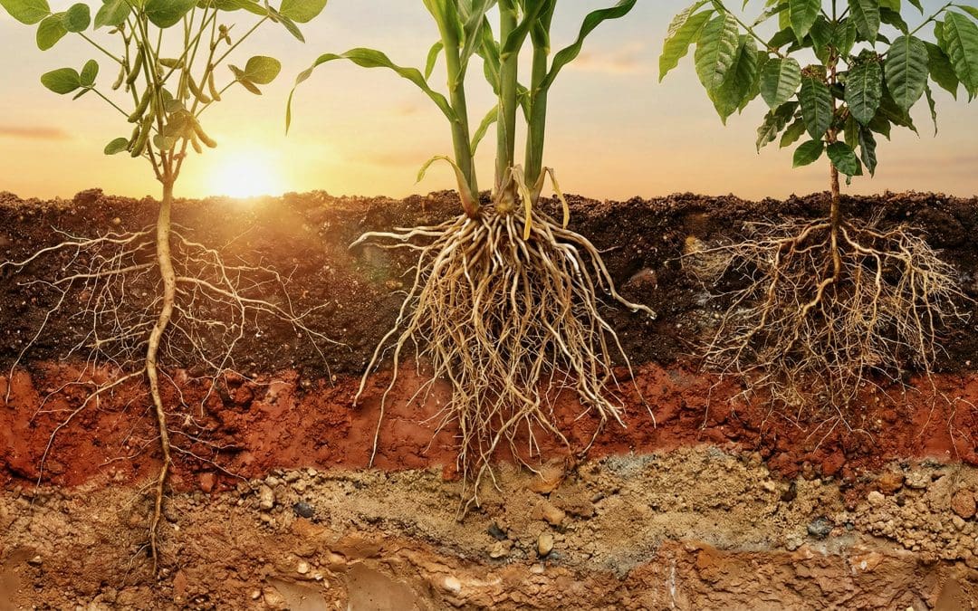 Arquitetura Radicular e Eficiência na Absorção de Nutrientes