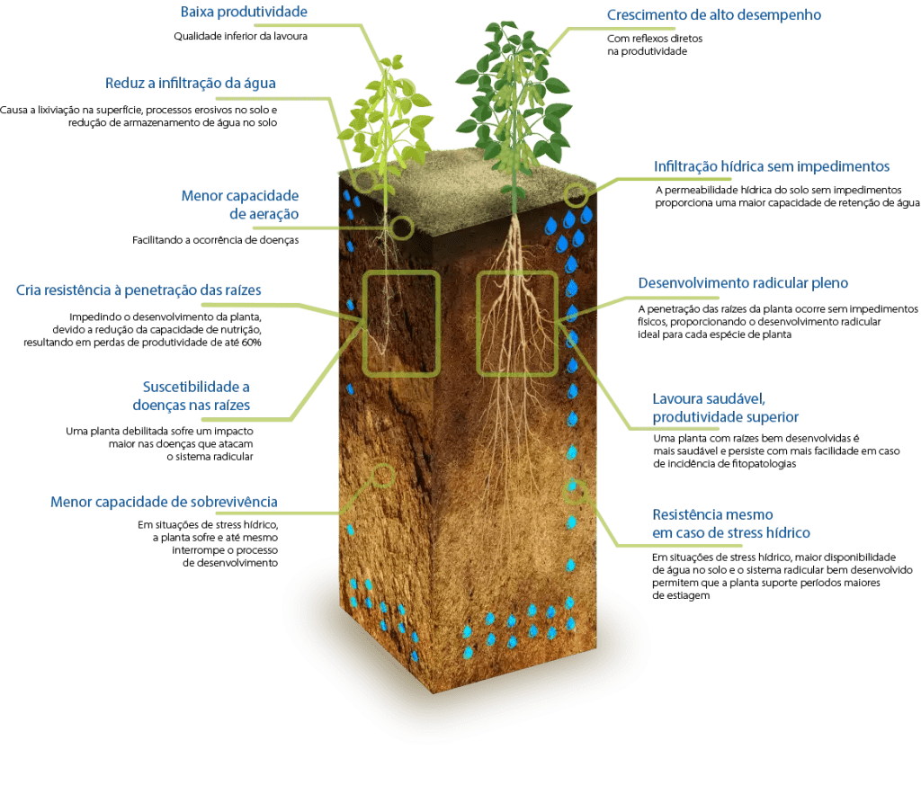 compactação radicular 