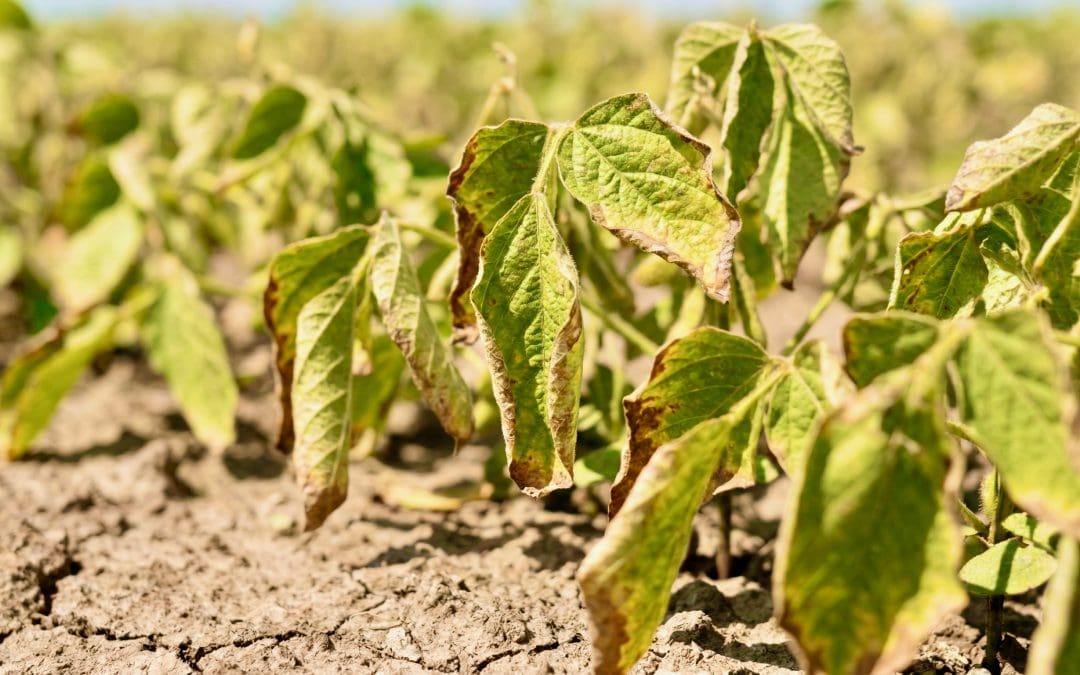 Bioestimulantes para Déficit Hídrico em Soja: Estratégias para Safra 2025/26 sob La Niña