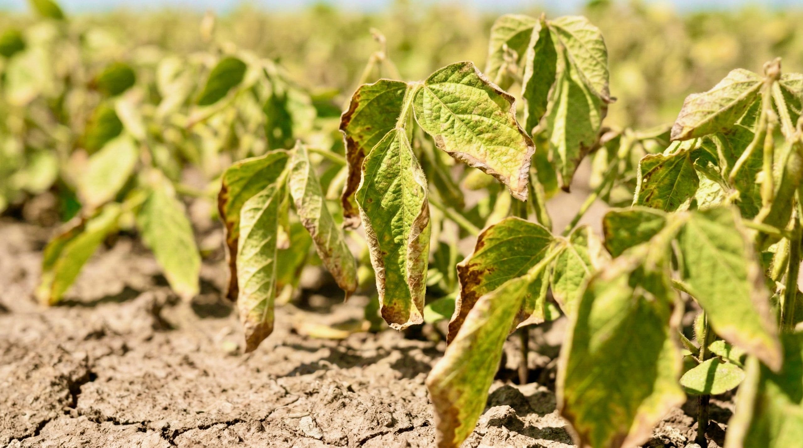 la nina soja (1) bioestimulantes-deficit-hidrico-soja-la-nina-2026