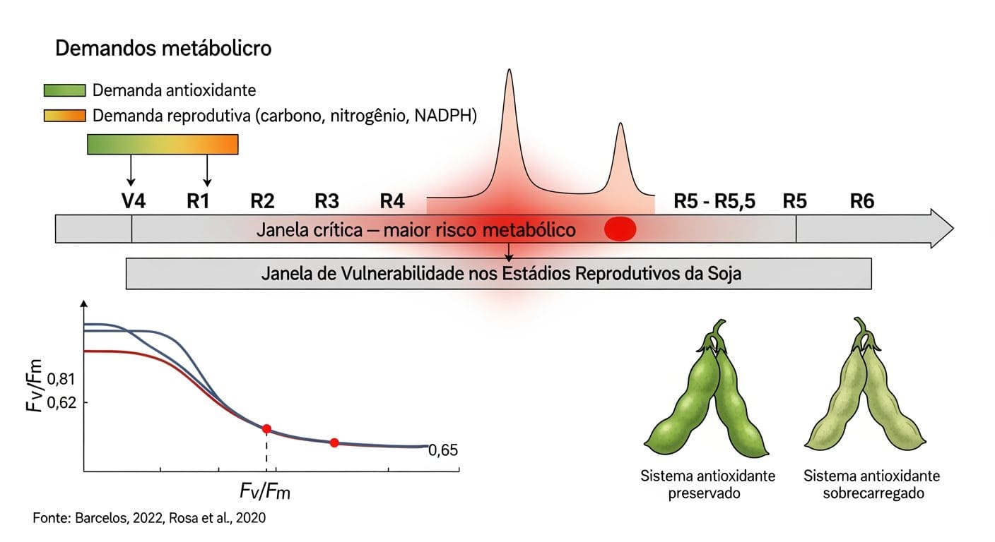 Diagrama BioRender da janela de vulnerabilidade nos estádios reprodutivos da soja mostrando competição entre demanda antioxidante e demanda reprodutiva por NADPH e queda do Fv/Fm