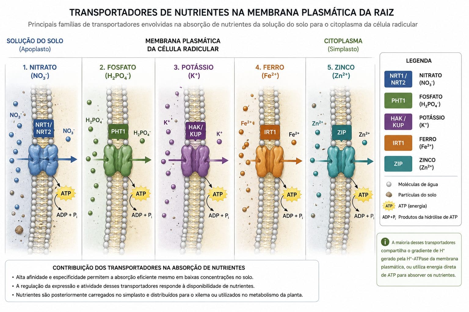 Transportadores de nutrientes na membrana plasmática da raiz: NRT, PHT, HAK, IRT, ZIP