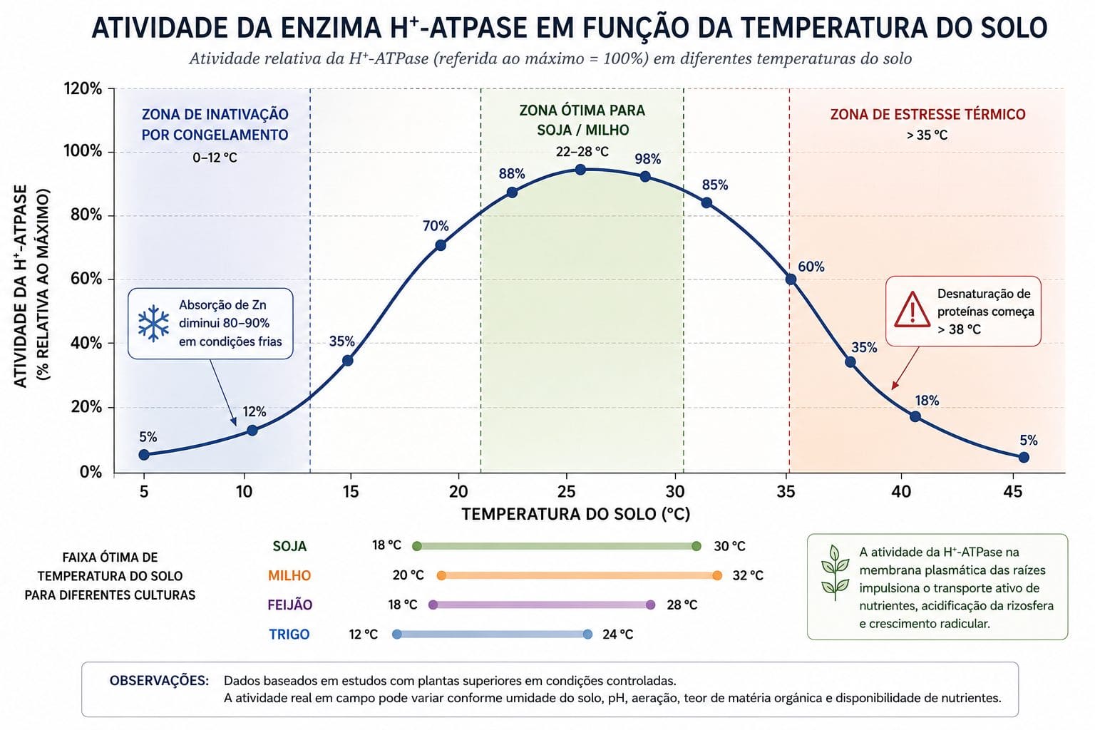 Atividade da enzima H+-ATPase em função da temperatura do solo