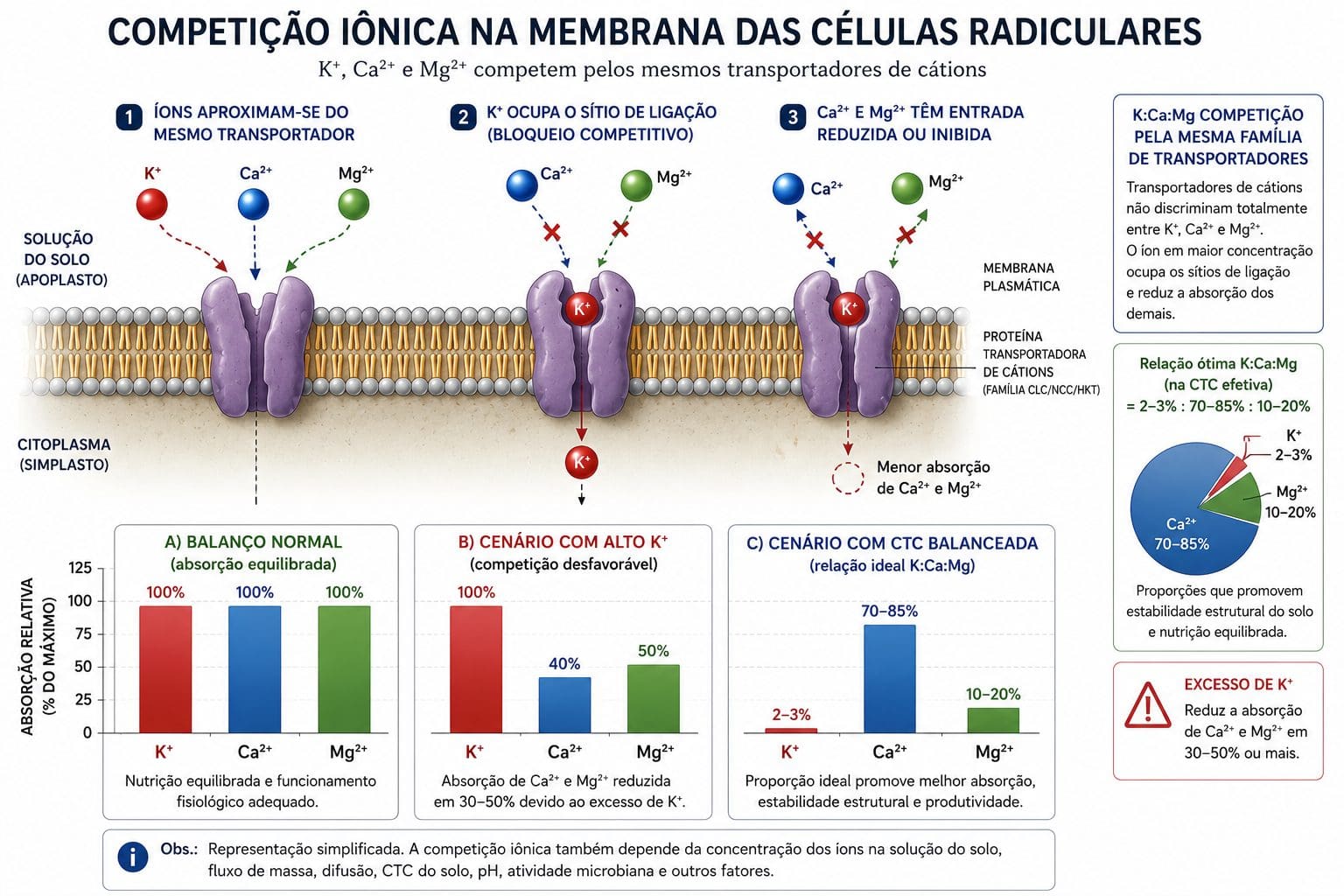 Competição iônica na membrana das células radiculares: K+, Ca2+ e Mg2+