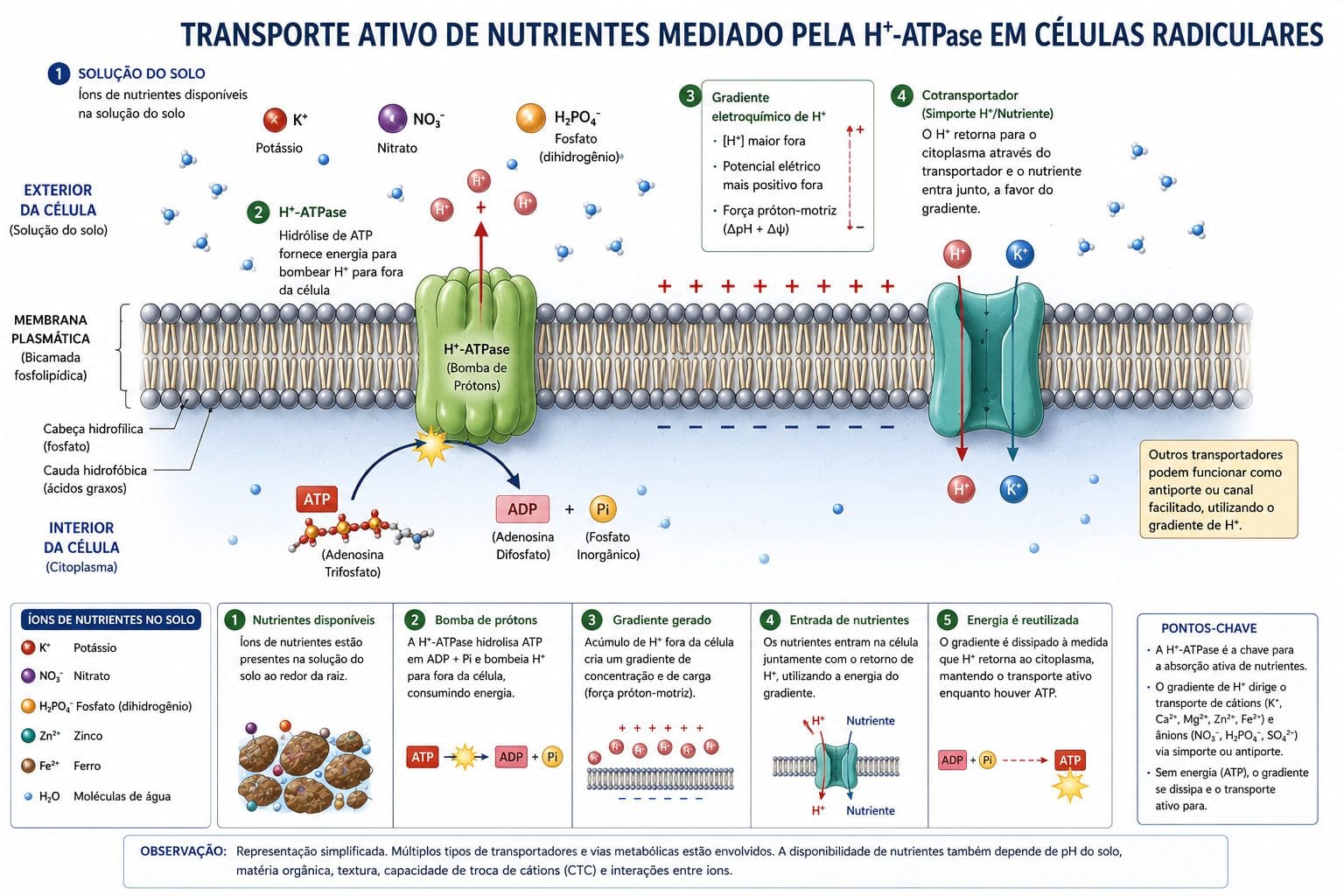 Transporte ativo de nutrientes mediado pela H+-ATPase em células radiculares