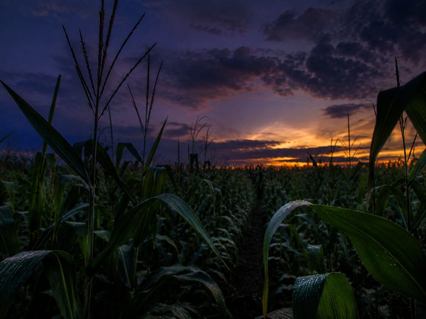 agrotecnico-noites-quentes-capa Lavoura de milho ao entardecer, condição de calor noturno
