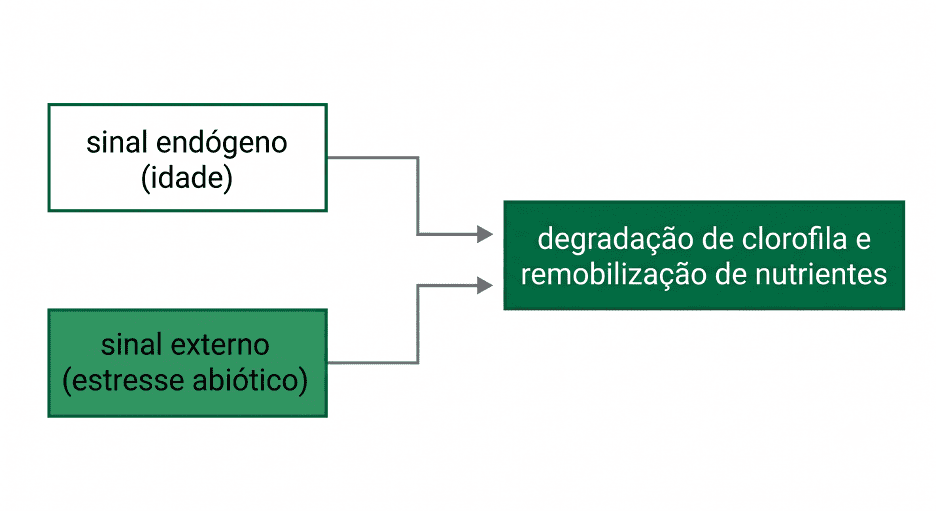Senescência Foliar em Soja