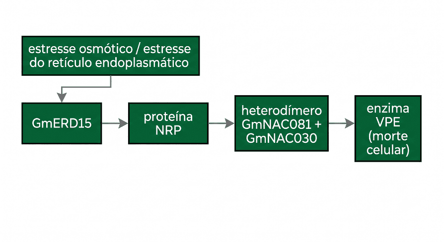 Senescência Foliar em Soja