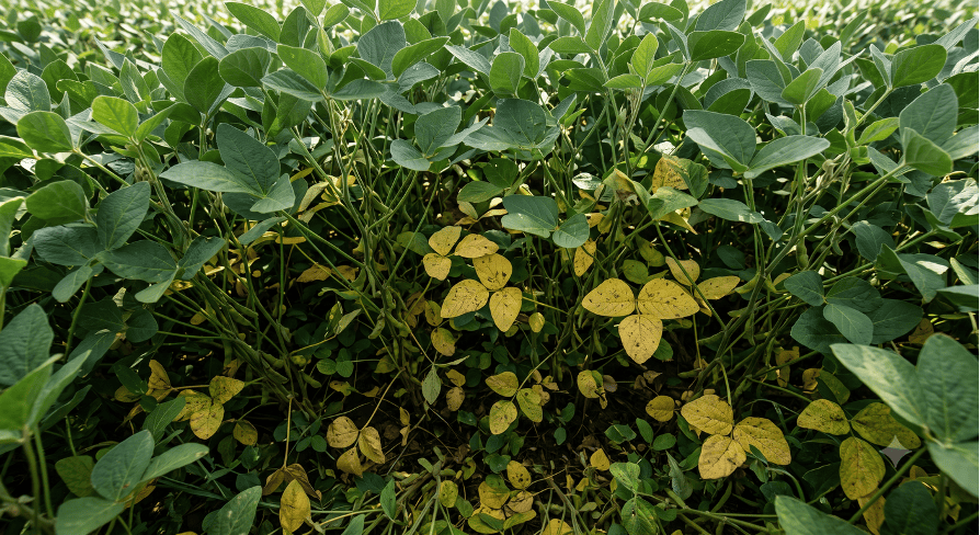 Senescência Foliar em Soja