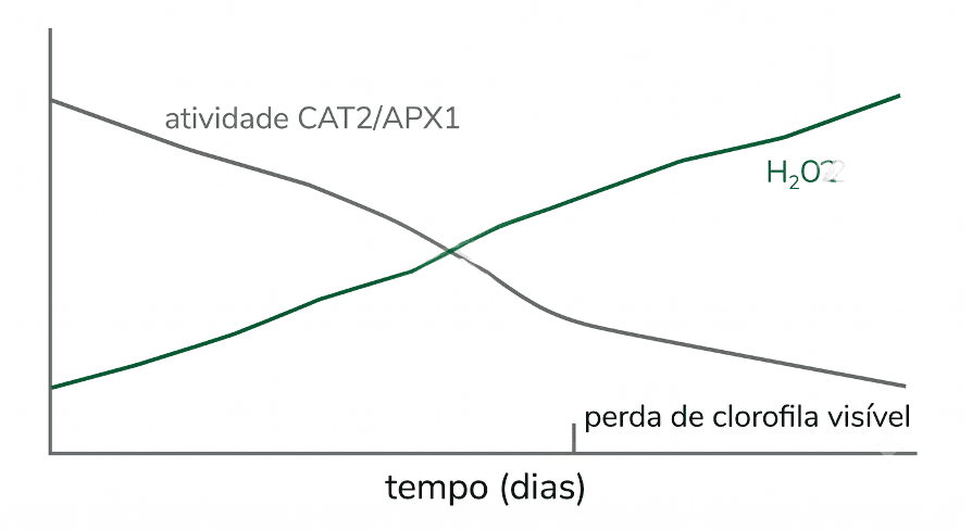 Senescência Foliar em Soja
