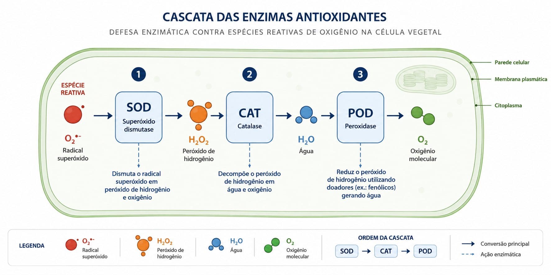 Cascata do sistema antioxidante enzimático SOD CAT POD