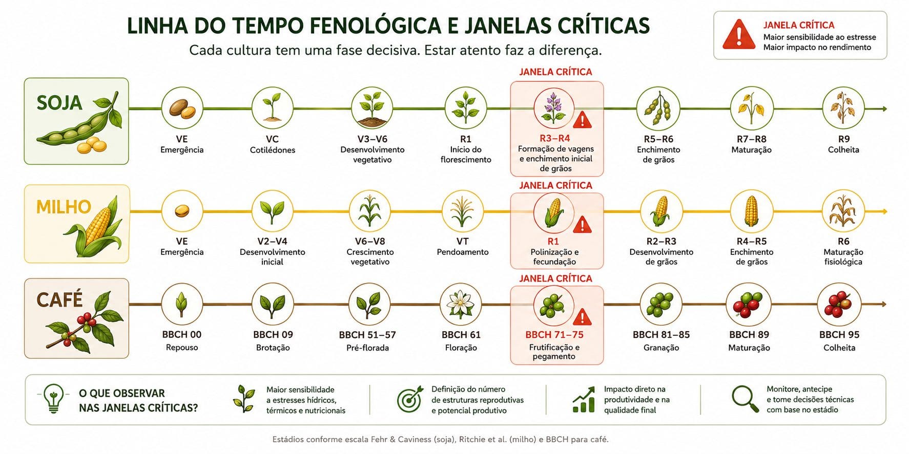 Janelas fenológicas críticas em soja milho e café