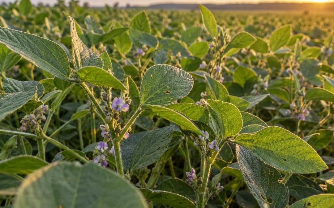 Boro na soja: por que a decisão de adubação no plantio define a floração