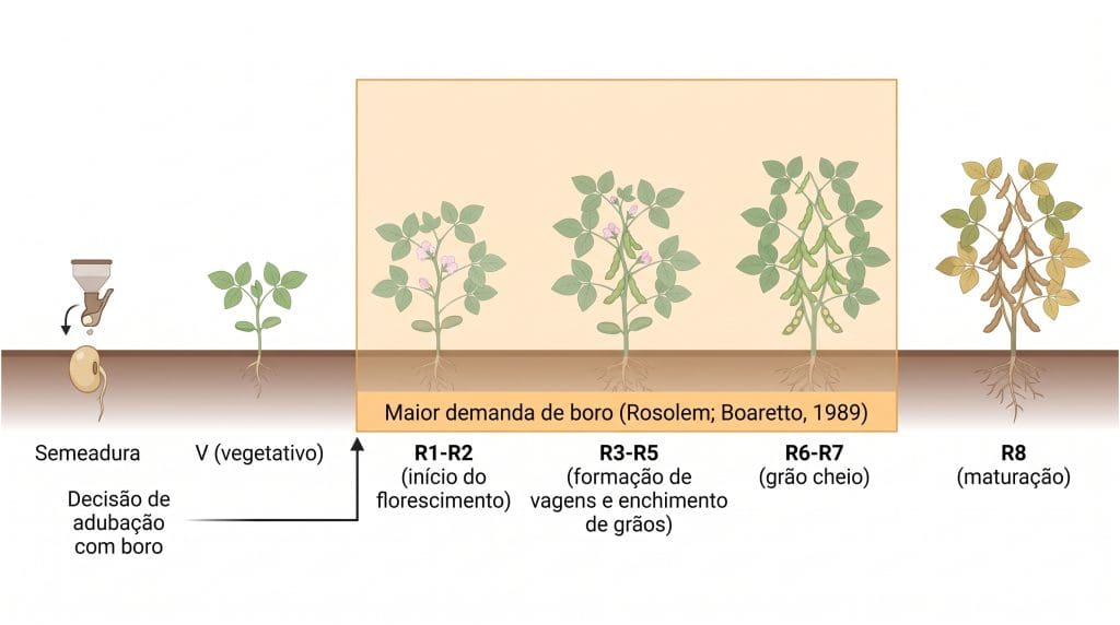 Linha do tempo dos estádios fenológicos com destaque para a janela de maior demanda do boro na soja entre R1 e R5