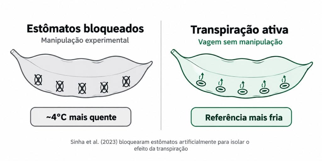 Diagrama comparando vagem com estômatos bloqueados e vagem com transpiração ativa