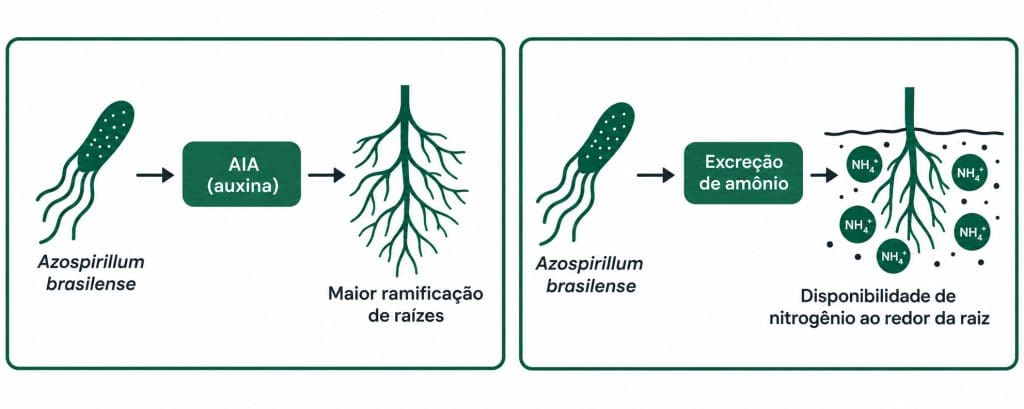 Diagrama do mecanismo hormonal do Azospirillum brasilense: AIA e excreção de amônio
