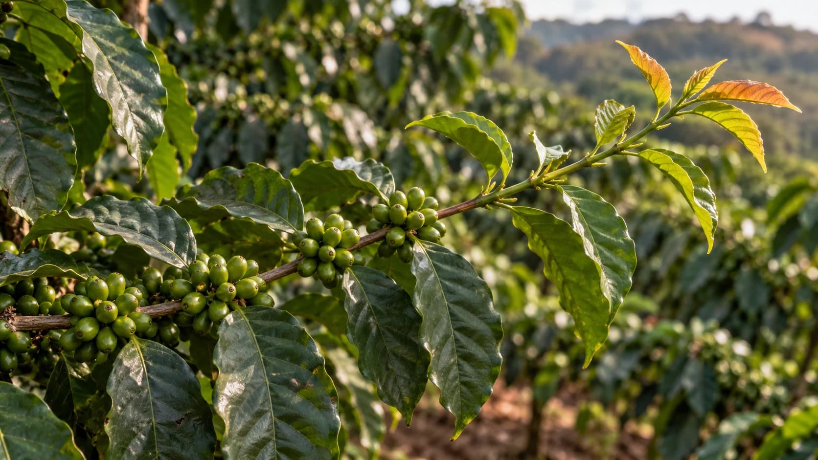 Crescimento vegetativo do cafeeiro em ramo com frutos verdes nos nós mais antigos e brotação com folhas jovens na extremidade.