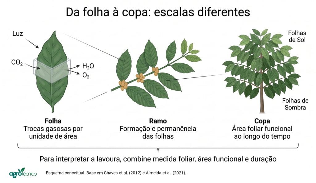 Três escalas do cafeeiro, da folha com trocas gasosas ao ramo com folhas e frutos e à copa com folhas de sol e de sombra.
