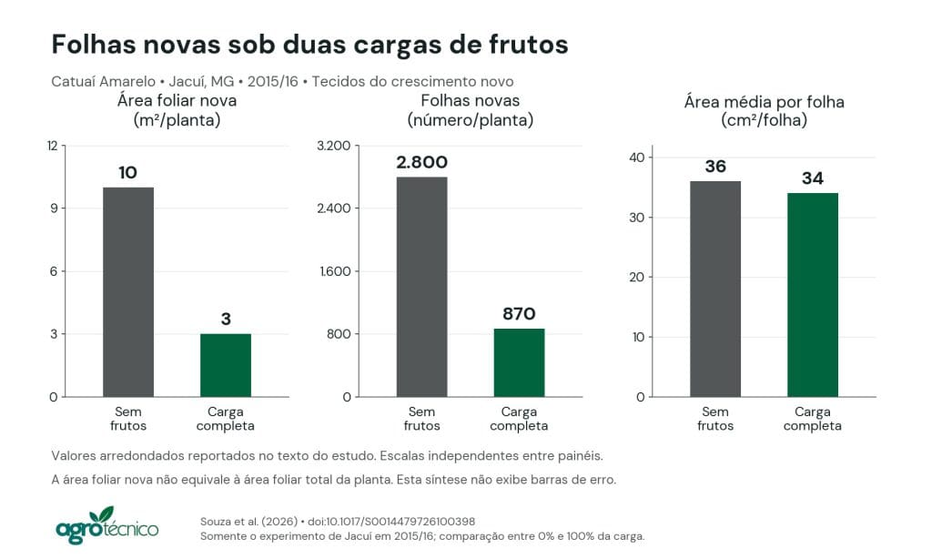 Três gráficos comparam plantas sem frutos e com carga completa, com área foliar nova de 10 e 3 metros quadrados, 2.800 e 870 folhas novas e área média por folha de 36 e 34 centímetros quadrados.