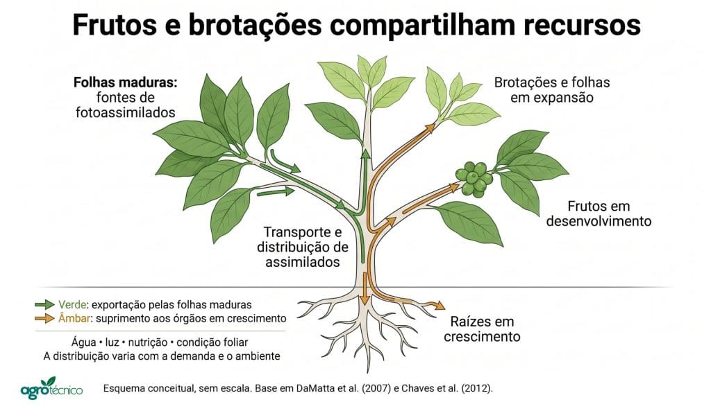 Esquema de um cafeeiro com setas verdes de exportação das folhas maduras e setas âmbar de suprimento para brotações, frutos e raízes em crescimento.