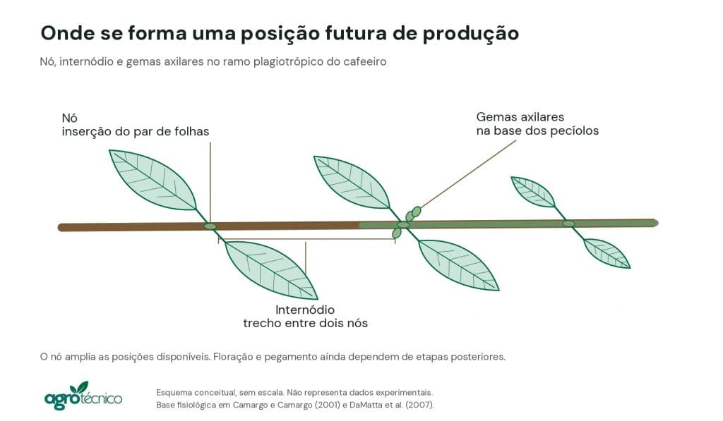 Esquema anatômico de três nós em um ramo lateral, com pares de folhas opostas e gemas axilares identificadas.