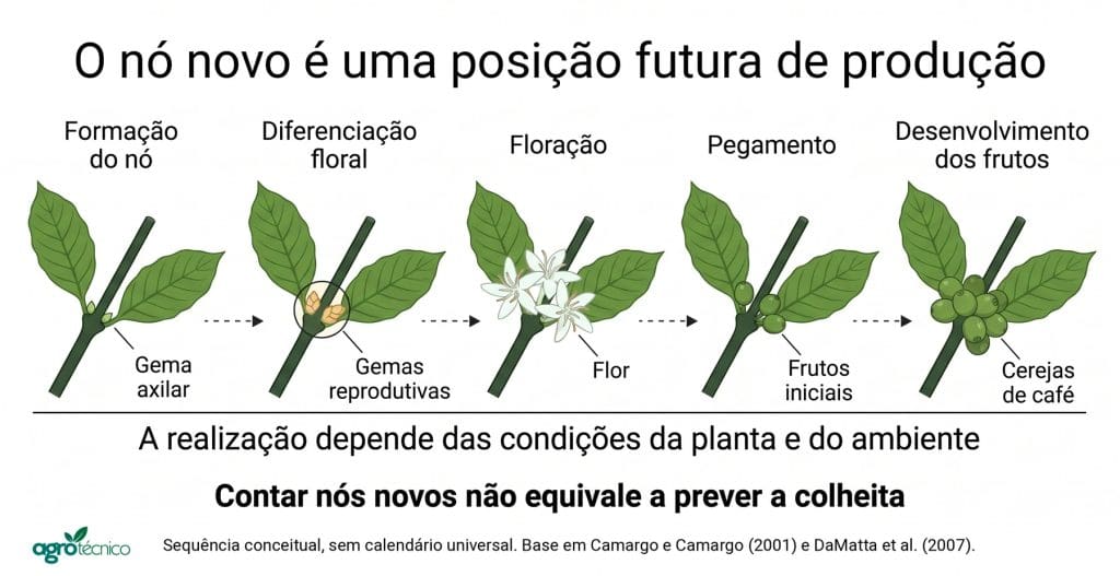 Sequência em cinco etapas em um nó de cafeeiro: formação do nó com gema axilar, diferenciação floral com gemas reprodutivas, floração, pegamento com frutos iniciais e desenvolvimento dos frutos.