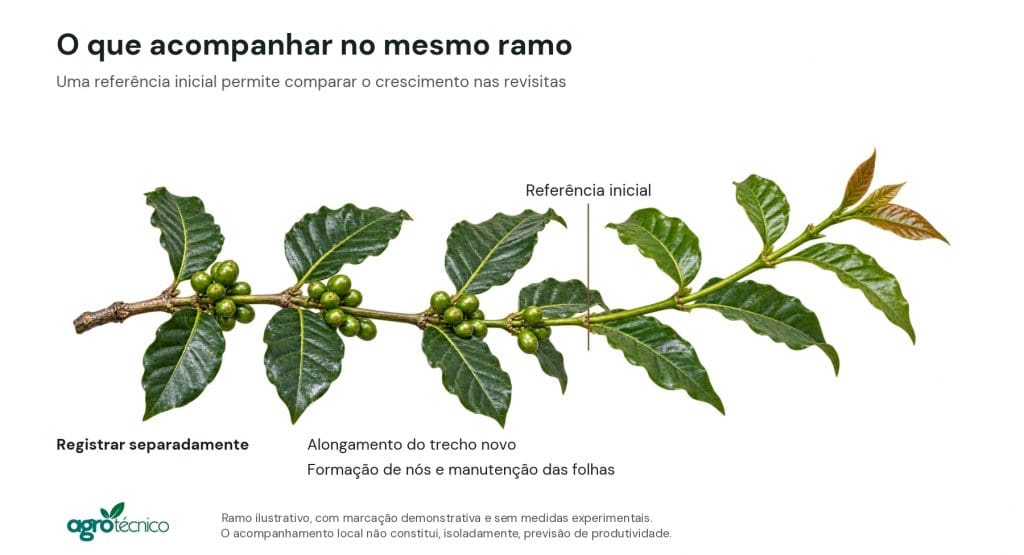Ramo ilustrativo com frutos na porção anterior e marca de referência antes do crescimento apical, para orientar revisitas.